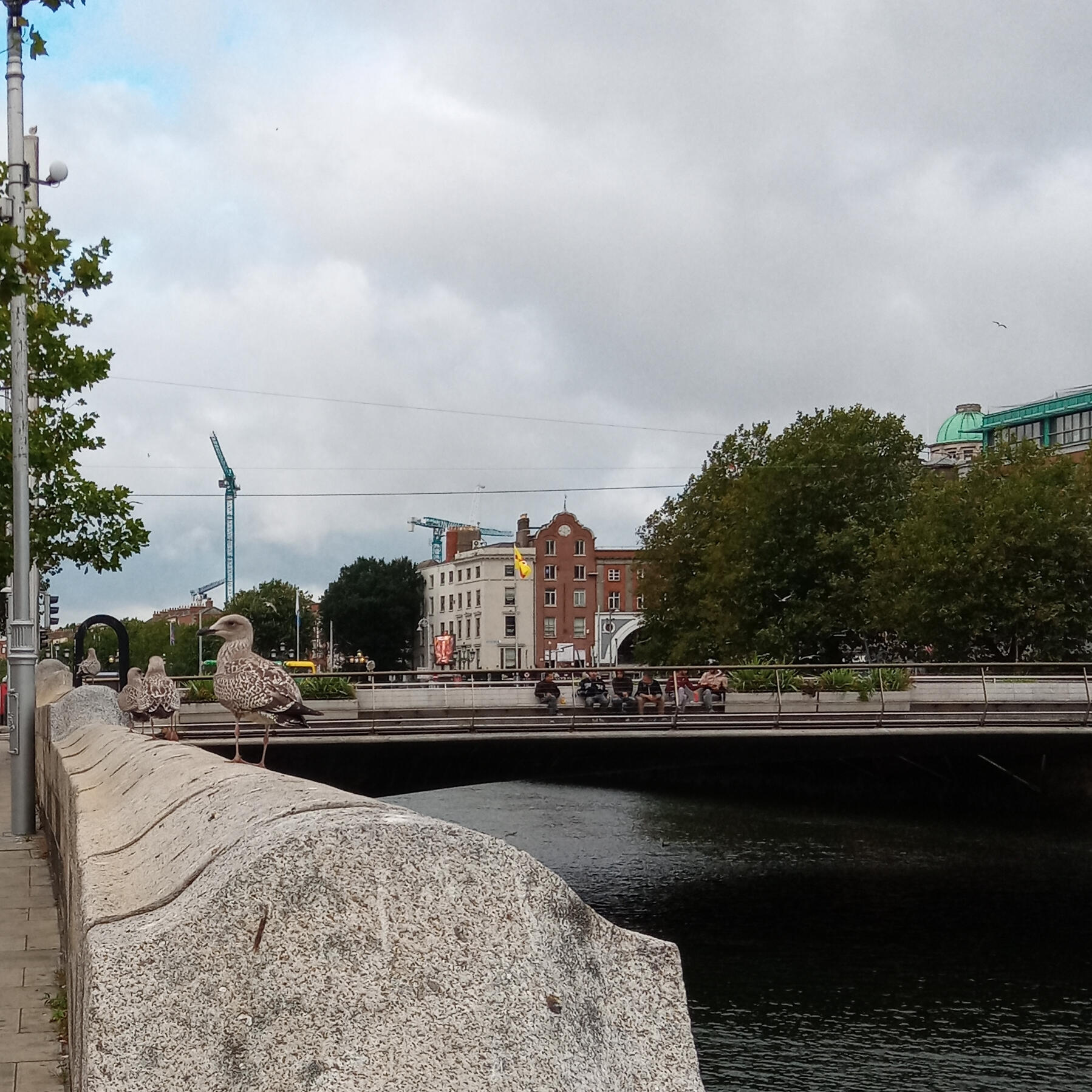 GS_City seagulls by riverside with bridge, Dublin City